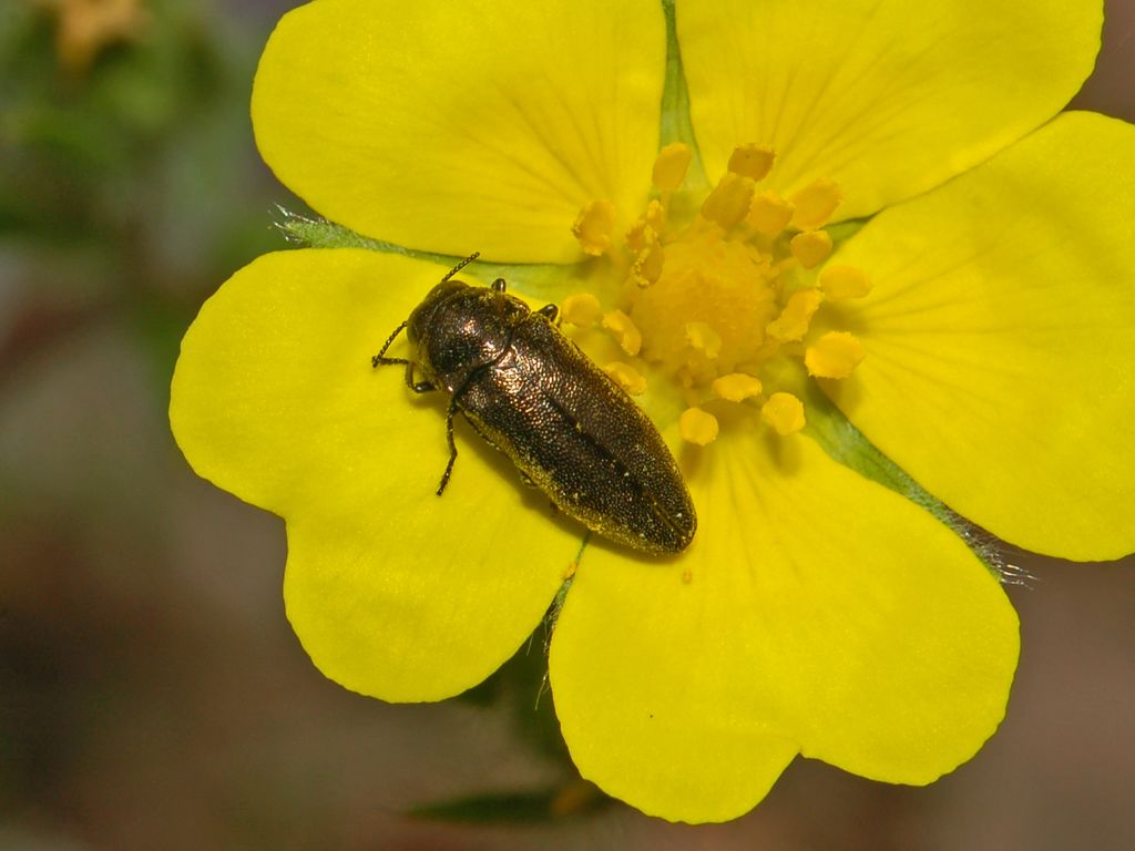 Coraebus elatus (Buprestidae)